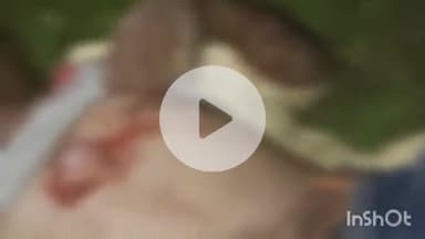 ब्यौहारी: साखी बैरियल के पास मवेशी से टकराई बाइक, तीन घायल, एक गंभीर