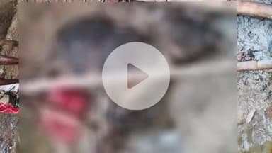 कादीपुर: मैनेपारा में शॉर्ट सर्किट से पशुशाला में हुई आगजनी में दो मवेशियों की मौत व कई मवेशी झुलसे, एक व्यक्ति गंभीर रूप से जला