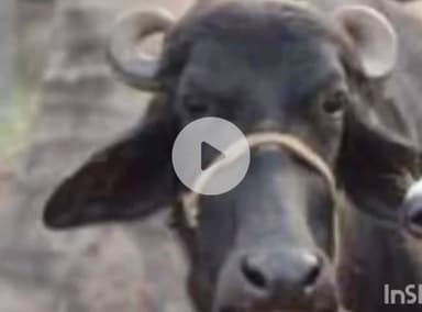 ग्वालियर गिर्द: ग्वालियर में खुले में गोबर डालने पर लगा ₹10 हज़ार का जुर्माना