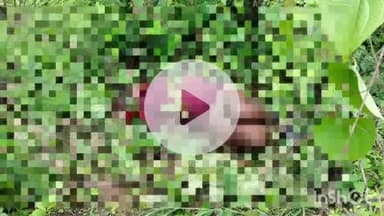 अधौरा: सिकिया मड़िया के जंगल में भेड़ पशुपालक की पीट-पीट कर हत्या, शव भेजा गया पोस्टमार्टम हाउस