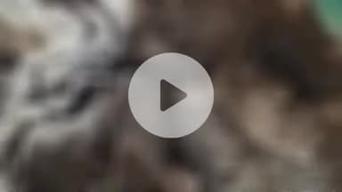 बल्दीराय: बरियौना में पशुशाला की कच्ची दीवार गिरने से 13 भेड़ों की हुई मौत