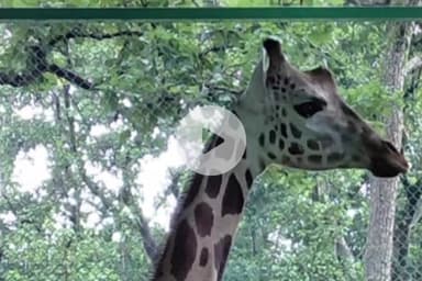 ओरमांझी: ओरमांझी के भगवान बिरसा जैविक उद्यान में 6 वर्षीय मादा जिराफ और सिल्वर फीजेंट लाए गए