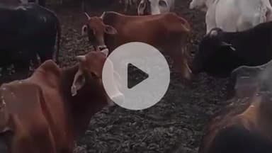 फतेहाबाद: वीडियो वायरल होने पर गोसेवा आयोग के सदस्य ने कोलारा कला की गौशाला का किया निरीक्षण, गौवंशों को दलदल से निकाला