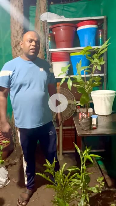 मधुमेह के रोगियों के लिए पौधा 🌱