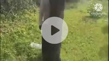 परबतसर: दुबई से लौटकर घर पहुंचने से पहले ही युवक का शव भकरी में पेड़ पर लटका मिला, पुलिस ने जुटाया FSL