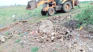 गुना: सकतपुर ट्रेचिंग ग्राउंड में 50 से अधिक गोवंश के शव खुले में मिले, विधायक के कहने पर नगर पालिका टीम ने दफनाया