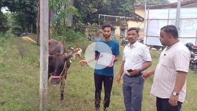 बोआरीजोर: मुख्यमंत्री पशुधन योजना के तहत तीन गायों का वितरण