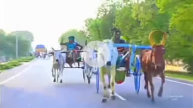 ஆவுடையார் கோவில்: கருவடைச்சேரி கிராமத்தில் புறவி எடுப்பு விழாவை முன்னிட்டு மாட்டு வண்டி குதிரைவண்டி போட்டிகள் நடைபெற்றன