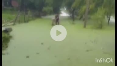 त्योंथर: पाड़िवार कोठार में सड़कों पर भरा घुटनों तक पानी, जनजीवन अस्त-व्यस्त