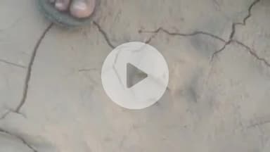 पीपलदा: इटावा उपखंड क्षेत्र के शिवदानपुरा गांव के पास टाइगर का मूवमेंट, वन विभाग को दी गई सूचना