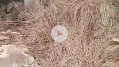 जयसिंहपुर: फुलवारी गांव में कच्ची दीवार गिरने से पांच बकरियों की मौके पर मौत, वृद्ध महिला गंभीर रूप से घायल, इलाज जारी