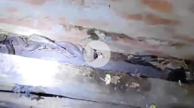 पडरौना: खड्डा खुर्द में रक्षाबंधन पर घर में निकला विषैला कोबरा साँप, मचा हड़कंप, स्नेक मैन सुशील ने किया सकुशल रेस्क्यू