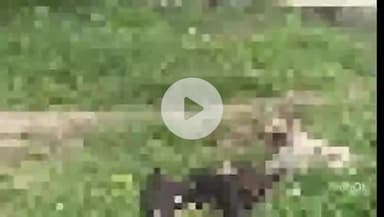 छिबरामऊ: नादेमऊ चौकी के चंद कदमों की दूरी पर बने हनुमान मंदिर के सामने अराजक तत्वों ने मरे हुए गाय के बछड़े को फेंका