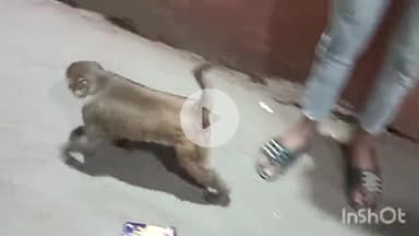 धरमपुरी: धरमपुरी नगर में बंदरों का आतंक, दुकानों और घरों में घुसकर कर रहे हैं नुकसान, लोग डरे