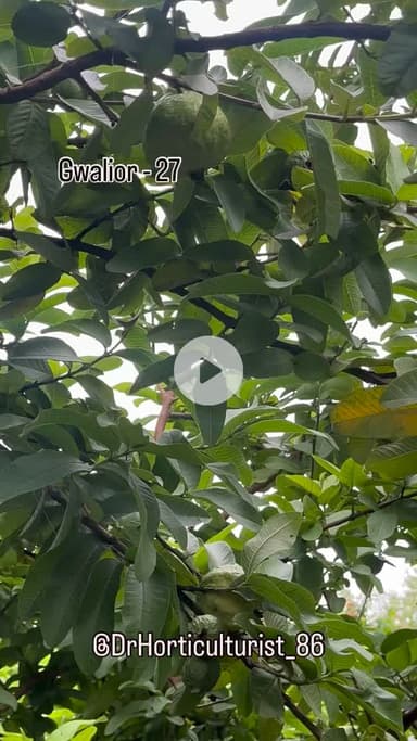 ग्वालियर-27  अमरूद 3  साल पुराना प्लांट