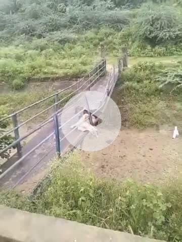 बाह: पिनाहट में जर्जर लोहे के पुल पर फंसी दो गायें, गंभीर रूप से घायल; वीडियो हुआ वायरल