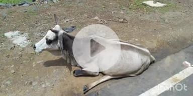 ब्यौहारी: वन विहार ढाबा के पास अज्ञात वाहन की टक्कर से एक गाय हुई घायल, अटल कामधेनु गौ सेवा संस्थान ने किया उपचार