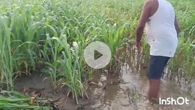 मुंगेर: जिले में बाढ़ से स्थिति भयावह, मवेशियों के चारे का संकट उत्पन्न