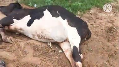 दौसा: चालना बालाजी पर अज्ञात वाहन की टक्कर से गोवंश के तीनों पैर टूटे, दयनीय हालत देखकर लोगों ने गौ सेवकों को किया फोन