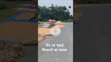 बिहार में हाईवे पर मकई की खेती का अद्भूत नजारा देखें #shorts #maize #bihar