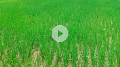 मड़ियाहू: मडियाहू में झमाझम बारिश से किसानों की फसलों में लौटी रौनक