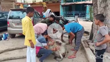 गुना: म्याना सदर बाजार में 5 दिन से घायल गाय का गो सेवकों ने किया उपचार, मंडी में गायों के उपचार के लिए 3 दुकानें देने की मांग