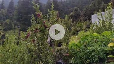 टापरी: किन्नौर के पूंनंग गाँव में सेब का पहला सीज़न शुरू, बागवानों ने सेब तोड़ना किया शुरू