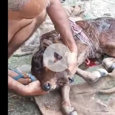 गोरौल: छितरौली गांव में गाय ने दो मुंह और तीन आंखों वाली बछिया को जन्म दिया