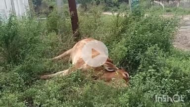 बागपत: ढूंढहेड़ा मार्ग पर करंट लगने से गोवंश की मौत, हिंदू संगठन के लोगों ने विद्युत विभाग पर लापरवाही का लगाया आरोप