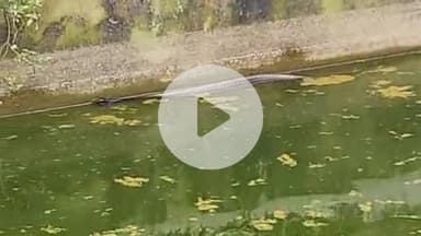 लाडपुरा: नयागांव भील बस्ती में पानी के टैंक में कोबरा सांप ने छोटे कोबरा सांप को निगला, स्नेक केचर गोविंद ने किया रेस्क्यू