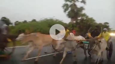 ஆவுடையார் கோவில்: வேல்வரை கிராமத்தில் கொட்டும் மழையிலும் நடைபெற்ற மாட்டுவண்டி போட்டிகளை ஏராளமான பொதுமக்கள் பார்த்து ரசித்தனர்