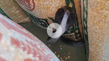 लाडपुरा: भामाशाह मंडी रोड 6 पर चारभुजा इंडस्ट्रीज में कट्टों के नीचे घुसा 5 फीट लंबा कोबरा सांप, श्रमिकों ने किया रेस्क्यू