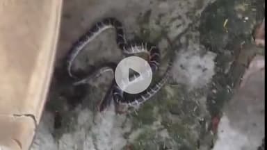 अमरोहा: अमरोहा में नागराज का खौफ, डिडौली कोतवाली इलाके में महिला को जहरीले सांप ने डसा, हुई मौत, परिवार में मचा कोहराम