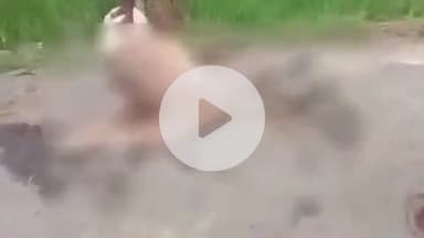 लंभुआ: लंभुआ कोतवाली क्षेत्र के दुल्हापुर गांव में आवारा कुत्तों ने नीलगाय के बच्चे को काटा, ग्रामीणों के शोर पर भागे