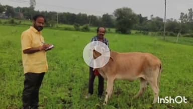 गुना: गोवंश को सड़कों पर छोड़ने पर प्रशासन की कार्रवाई, म्याना, उमरी व भदौरा में किसानों पर जुर्माना