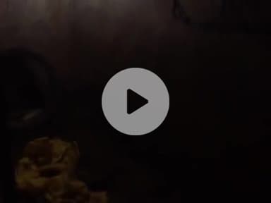 आज रात पसिया खास से आठ बकरी चोरी हुआ है करीबधं12बजे को