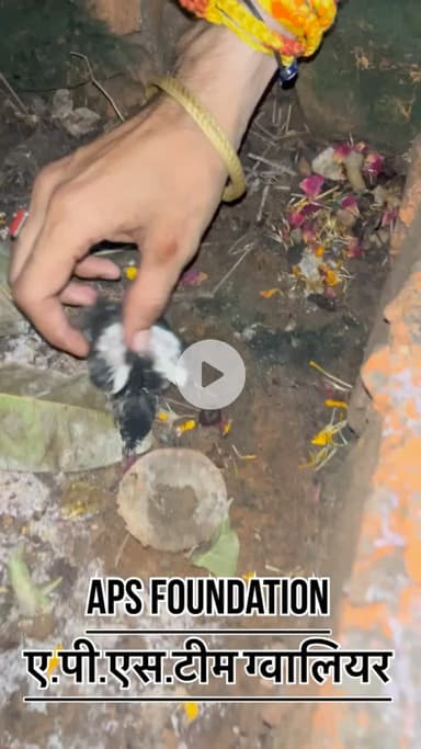 ऑफिस के बहार डला था एक क्यूट सा पंछी का बच्चा …! 

Respect Girls help poor help animals 

#apsgurjar #help #viral #support #gwalior