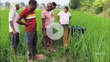 छिबरामऊ: प्रेमपुर में बिजली के पोल पर लगे 2 ट्रांसफार्मर हुए चोरी, स्थानीय लोगों ने पुलिस को दी सूचना