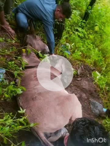 कंडाघाट: बीनू गांव में तेंदुए का आतंक, ग्रामीणों में दहशत का माहौल, वन विभाग से पिंजरा लगाने की गुहार