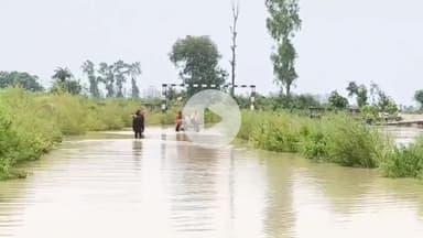 धनौरा: गजरौला में गंगा का जलस्तर घटा, 60 गांवों में बाढ़ जैसे हालात, खेतों में 4 फीट तक पानी, फसलें जलमग्न