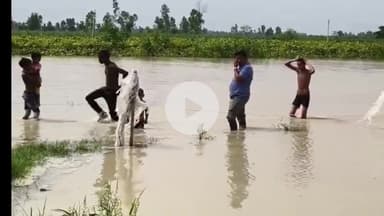 अमरोहा: अमरोहा में नागराज का कहर, बाढ़ चौकिया पर सांप के डसने का इलाज होगा, अस्पताल की दौड़ नहीं लगानी पड़ेगी, लोगों में दहशत