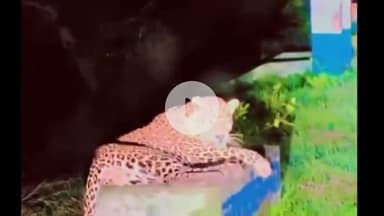 अमरोहा: रजबपुर थाना क्षेत्र के गांव अटेरना में कार सवारों ने तेंदुए को देखा, बनाया वीडियो