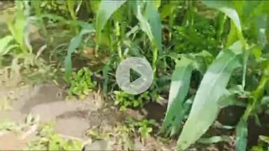 भोकरदन: पिंपळगाव रेणुकाई येथे शेत शिवारात खड्ड्यात पडलेल्या काळवीटाला शेतकऱ्यांनी दिली जिवंन दान