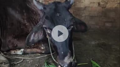 गरखा: मोतिराजपुर में मवेशियों पर बीमारी का कहर, 3-4 की मौत, ग्रामीणों ने लगाई मदद की गुहार