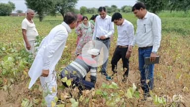 चूरू: कृषि विभाग चूरू की टीम ने जिले में खरीफ की फसलों का किया सघन निरीक्षण