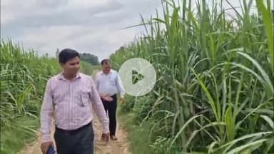 उतरौला: उतरौला तहसील अंतर्गत कई गांवों का लखनऊ द्वारा दिए गए निर्देश के क्रम में गन्ना विकास परिषद उतरौला चीनी मिल इटई मैदा के