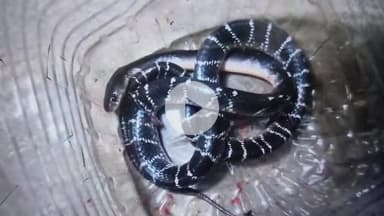 लोहरदगा: किसको थाना क्षेत्र में सो रही नाबालिग को सांप ने काटा, सदर अस्पताल में इलाज जारी