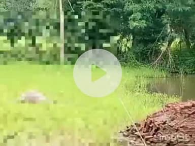 बल्देवगढ़: कैलपुरा गांव में करंट लगने से तीन भैंसों की मौत, पीड़ित ने थाने में शिकायत दर्ज कराई