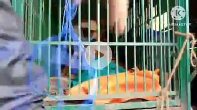 बगहा: रामनगर में जान लेने वाले बाघ का रेस्क्यू किया गया