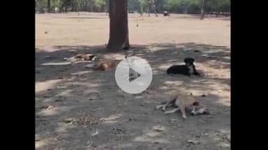 इंदौर: इंदौर में मृत पशुओं के अंतिम संस्कार के लिए होगी विशेष व्यवस्था, महापौर पुष्यमित्र भार्गव ने दी जानकारी